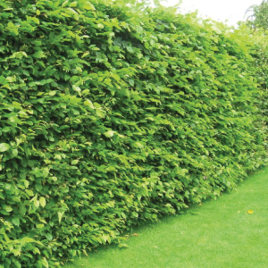 Big Hedge Company | Instant Fully Mature Garden Hedging and Topiary