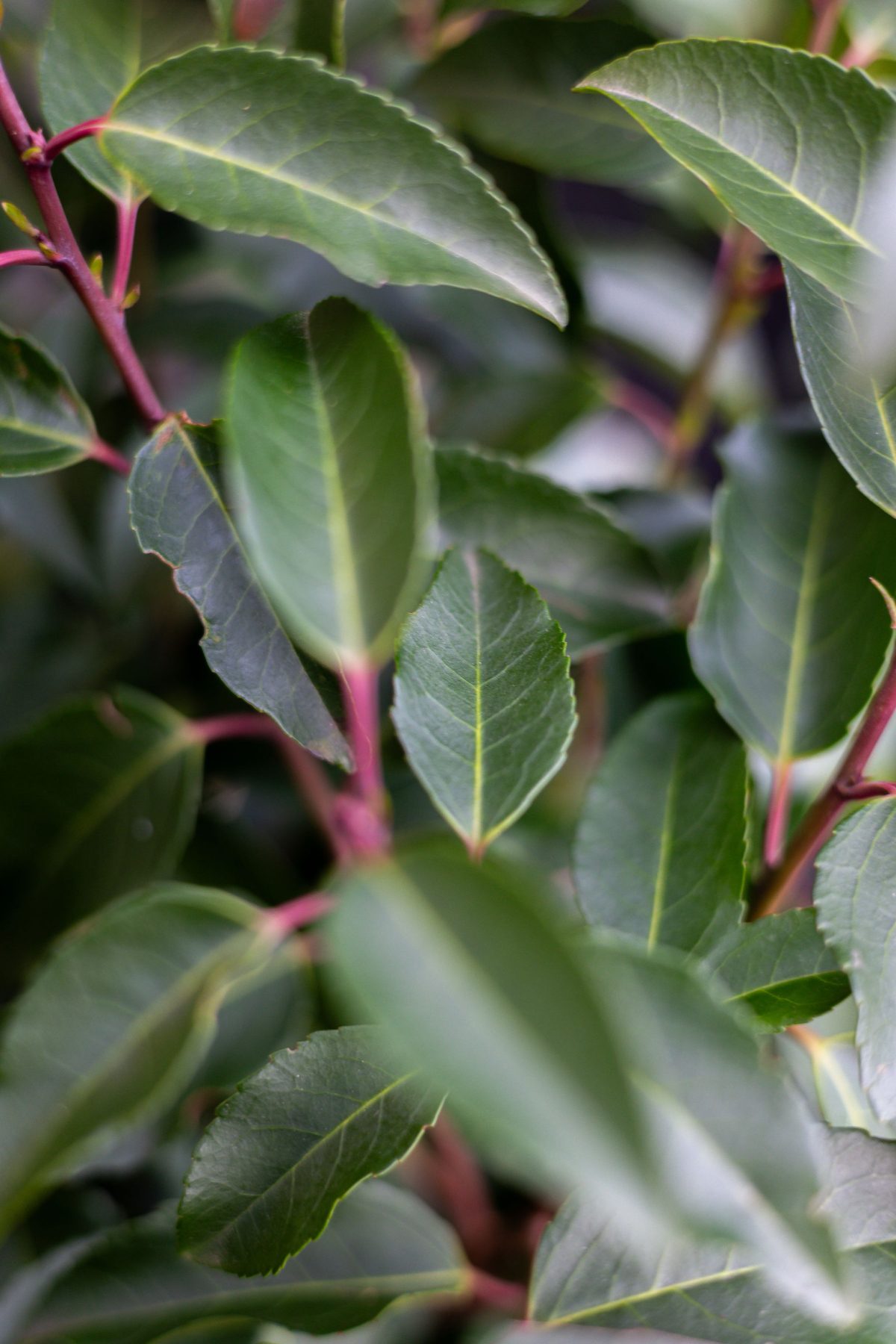 Glossy oval Portuguese laurel green leaves with serrated edges and pale central veins on red stems, shallow focus.