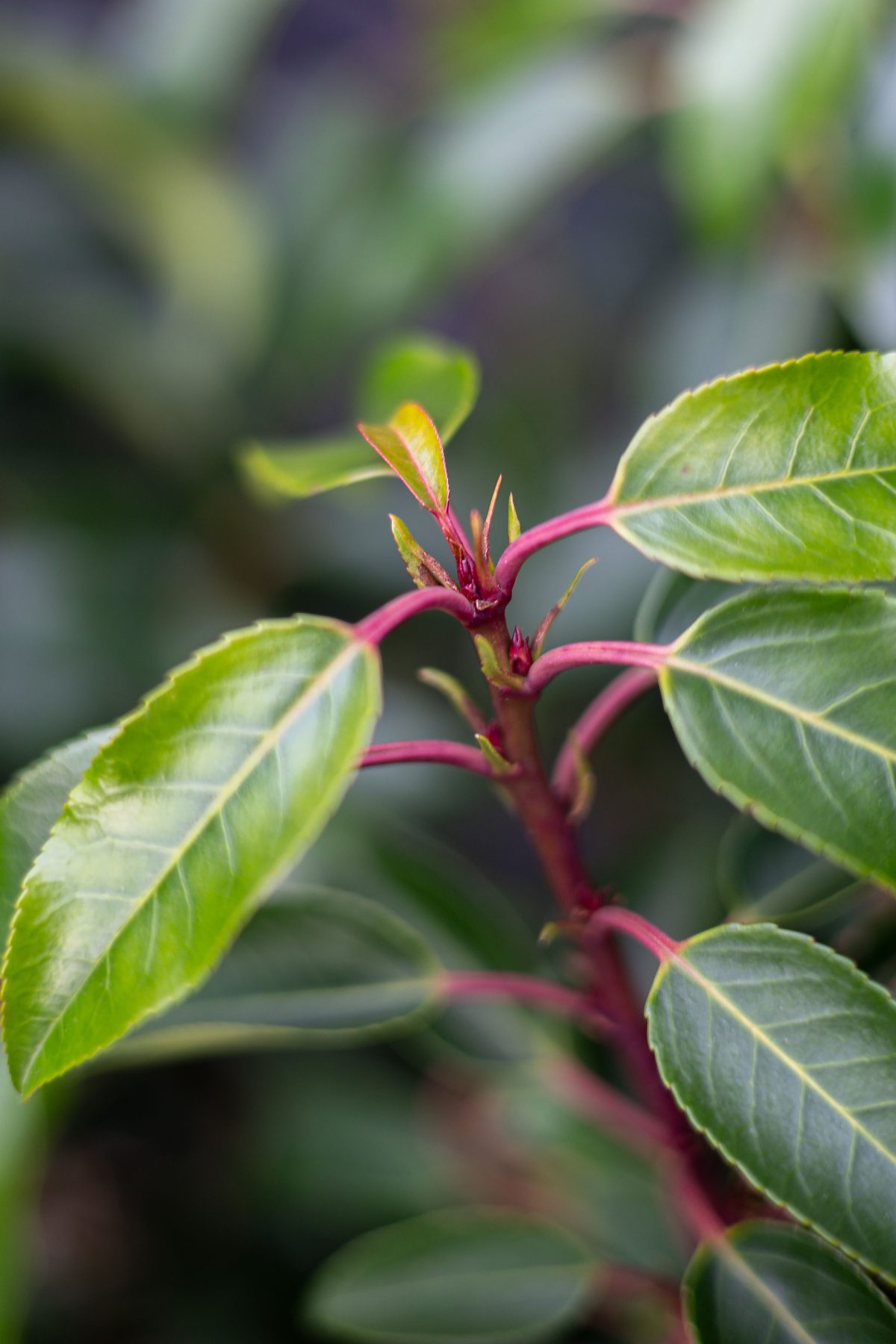 Close-up of glossy green leaves and new buds on a plant with vivid pink-red stems.