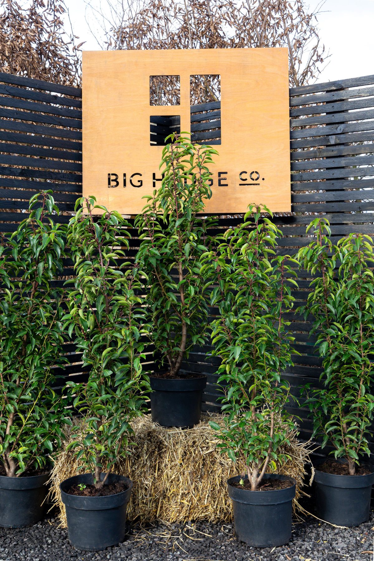 Potted leafy hedge plants on straw bales arranged before a black slatted fence under a wooden sign reading BIG HEDGE CO.