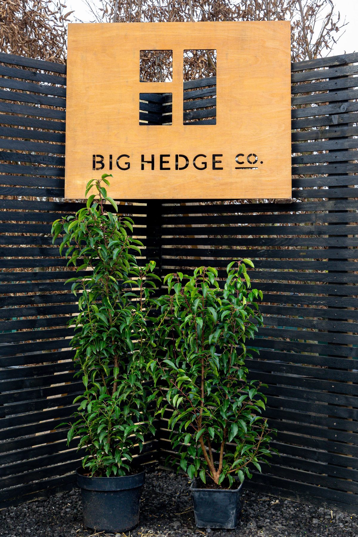Wooden sign reading BIG HEDGE CO. on a black slatted fence above two potted green hedge plants.
