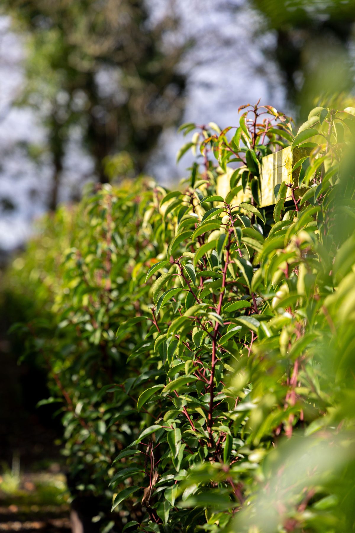 Sunlit hedge with glossy green leaves and red stems lining a garden path, a pale wooden fence post and blurred trees behind.