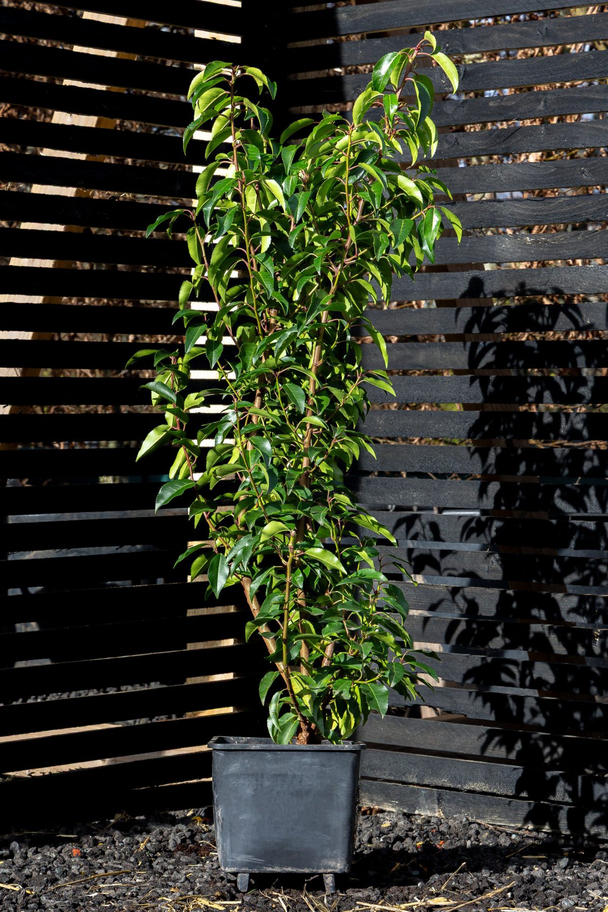 Young slender tree with glossy green leaves in a black plastic pot against a dark horizontal slatted fence