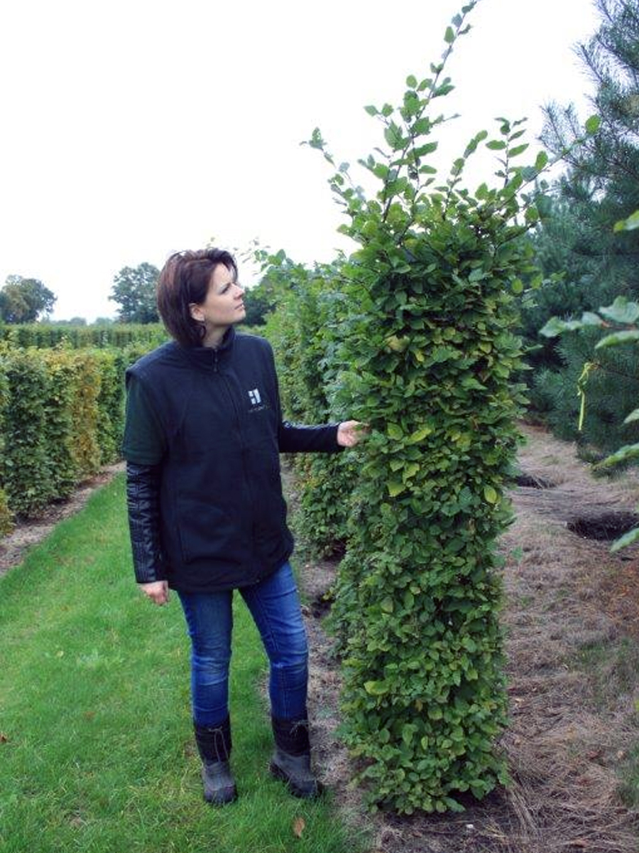 Woman in dark jacket inspecting a tall columnar hedge plant beside a grass path in a nursery.