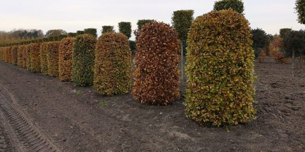 Lined Up Nicely