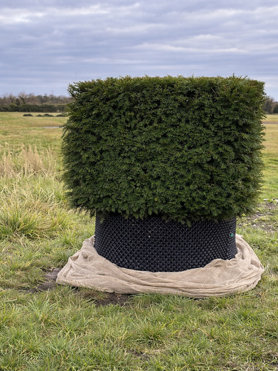 Square trimmed evergreen hedge in a black pot wrapped with burlap on a grassy field under a cloudy sky.