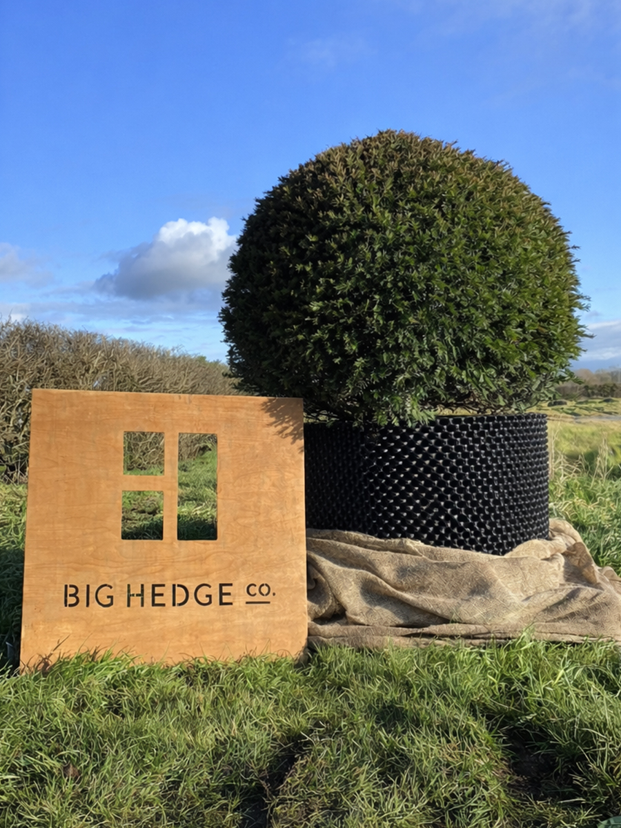 Spherical trimmed hedge in a textured black container beside a wooden sign reading BIG HEDGE Co. on a grassy field.
