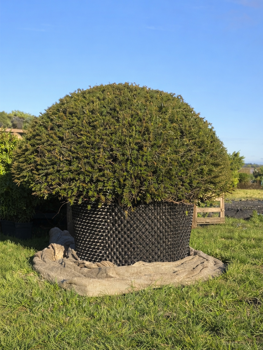 Rounded evergreen shrub in a black textured nursery pot on a burlap sheet on grass beneath a clear blue sky