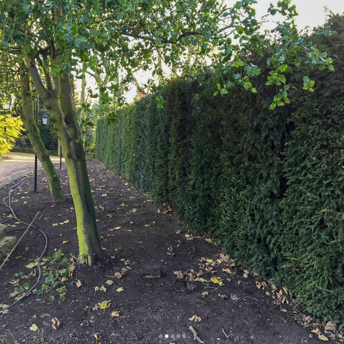 Taxus baccata (English Yew)