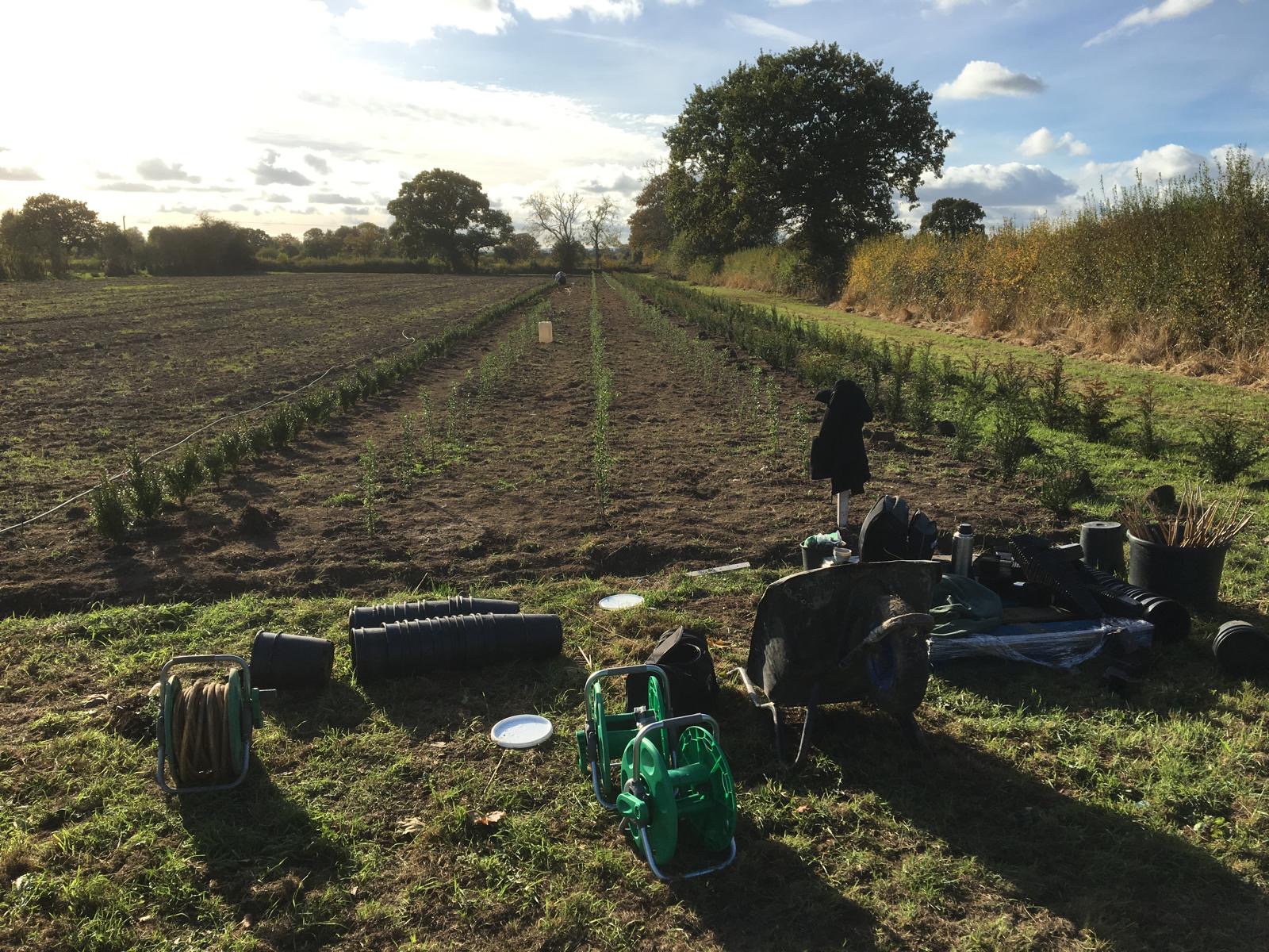 field with young hedges