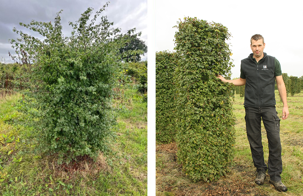 A hawthorn tree on the left with its characteristic small leaves, next to a field maple on the right with broader, lobed leaves.