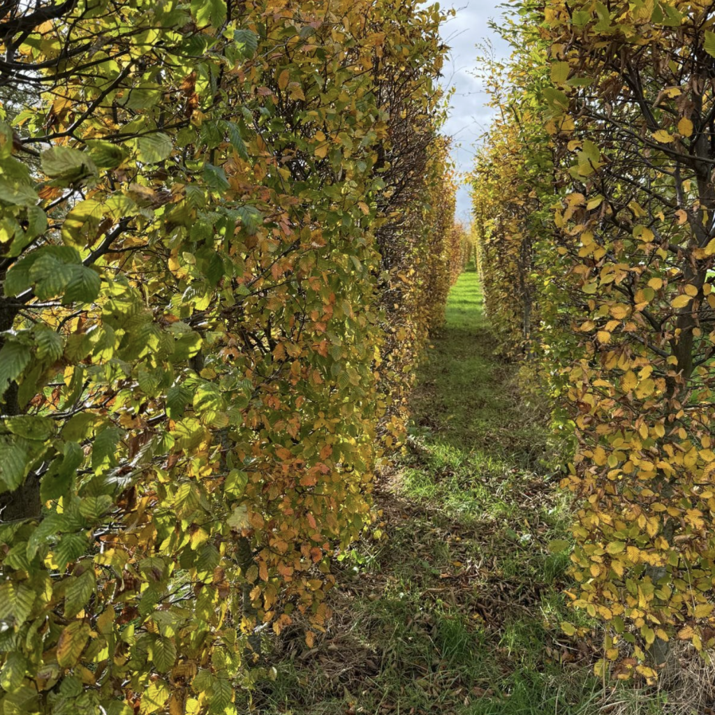Autumn in Carpinus